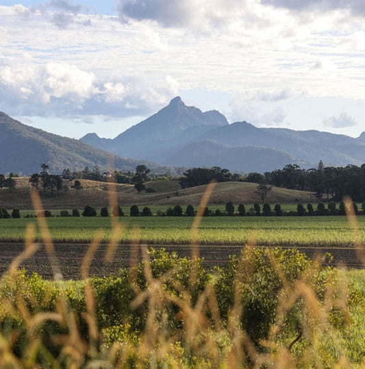 A Second Life for Your Carton: Creative Ways to Reuse and Recycle Our Packaging