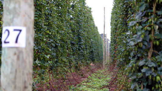 Tour of the Galaxy (Hops)